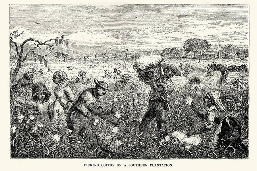 Sugar cane harvest