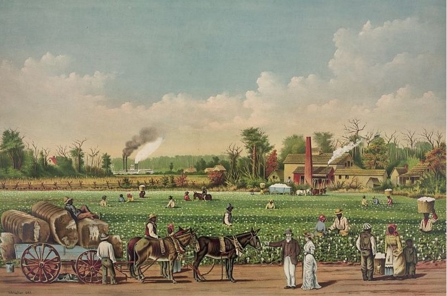 Cotton plantation